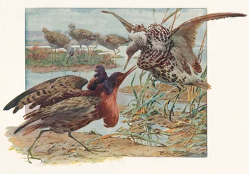 Ruffs and Reeves