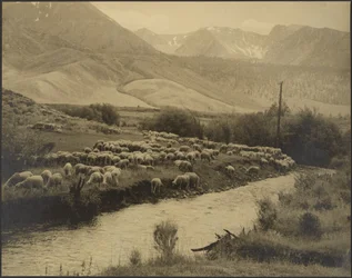 A Mountain Meadow