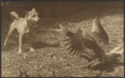 Angry Bird and Dog