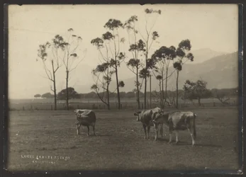 Cows in a Field