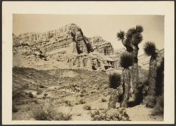 Landscape with Joshua Trees