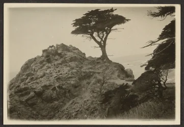 [Landscape with Lone Cypress]