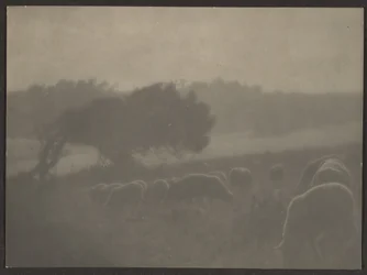 Landscape with Sheep