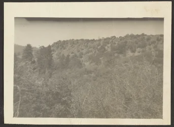 Landscape with Shrubs
