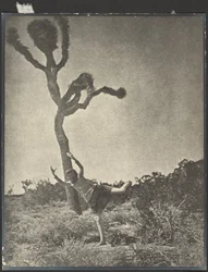 Lithe and Graceful - Dancing Joshua