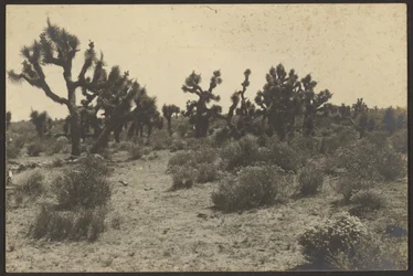 Mojave Desert