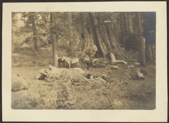 Pack Horses in Forest Clearing