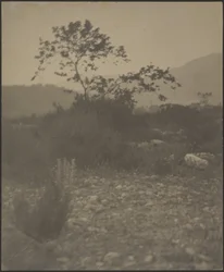 Rocky Landscape