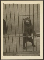 Sloth Bear in Cage