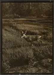 [Stag]