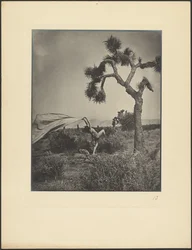 The Desert Wind