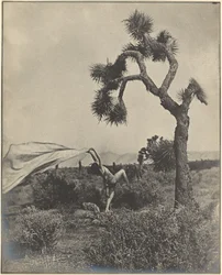 The Desert Wind