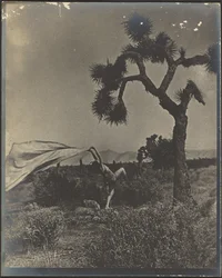 The Desert Wind