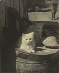 Three Little Kittens
