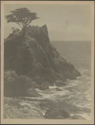 Tree on Rocky Coastline
