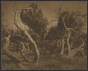 Twisted Trees