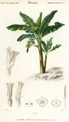 Banana, Musa acuminata