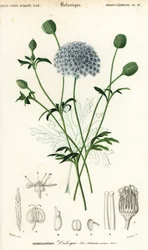 Blue lace flower, Trachymene coerulea (1849)