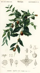 Chinese Date or Jujube, Ziziphus Jujuba (engraving)