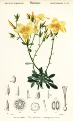 Flax, Linum campanulatum (engraving)