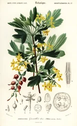 Golden Currant, Ribes Aureum (engraving)