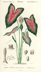 Heart of Jesus, Caladium Bicolor (engraving)