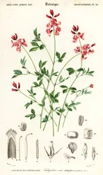 Indigo Plant, Indigofera Procumbens (engraving)