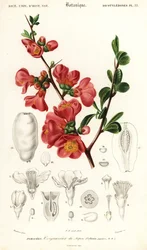 Japanese quince, Chaenomeles japonica (1849)
