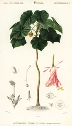 Pinkball, Dombeya wallichii (engraving)