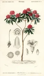 Tree Rhododendron, Rhododendron arboreum