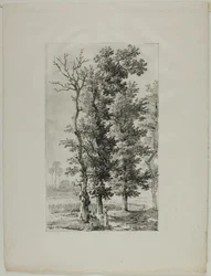 Study of Trees