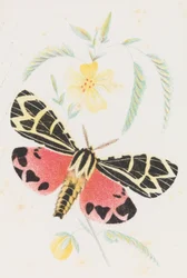Arctia Virgo, 1862