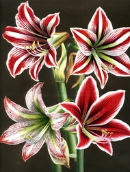 Amaryllis Hippeastra