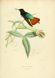 Aglaeactis pamelae