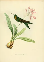 Eriocnemis mosquerae