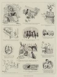 Do not forget your Cats!