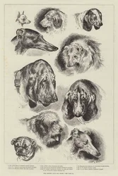 The Kennel Club Dog Show
