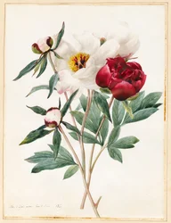 Red and White Herbaceous Paeonies