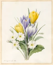 White Primroses and Early Hybrid Crocuses