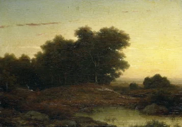 View in the Woods at Sunset