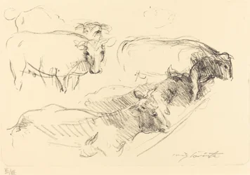 Cows