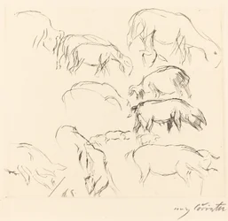 Animal Studies