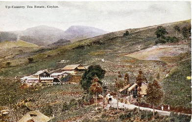 Up-Country Tea Estate, Ceylon, c.1900-20