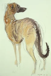 Lurcher Standing