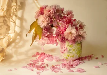 Pink Cherry Blossoms