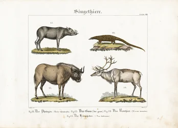 Exotic Mammals: Pangolin, Wildebeest, Reindeer and Babirusa