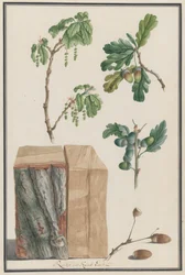 Studies of the Blossoms, Fruits and Trunk of an English Oak, 1788