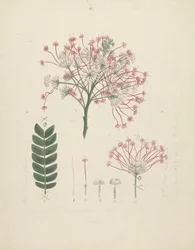 Gummy Albizia Tree: finished drawing of flowering head of shoot, with details of inflorescence, florets, and leaf