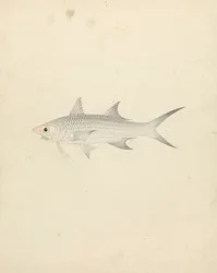 Binney: Number One (a Fish)