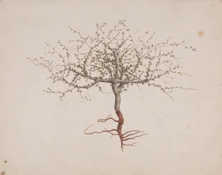 Commiphora gileadensis (L.) C. Chr. (Balm of Gilead, Opobalsam): finished drawing of tree